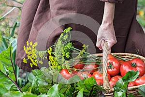 Woman caries tomatoes in a basket across vegetable garden