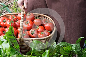 Woman caries tomatoes in a basket across vegetable garden