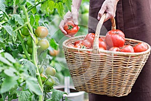 Woman caries tomatoes in a basket across vegetable garden