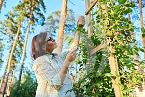 Woman caring for a climbing rose bush, tying branches on a wooden support