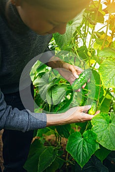 Woman caring for cucumbers in a greenhouse