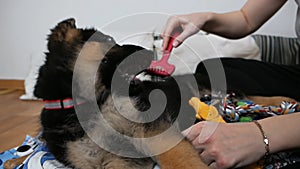 A woman is caring for her German shepherd dog, combing the puppy`s hair with a dog brush