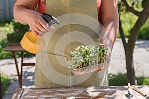 Woman caring for microgreens. On the table are microgreens in a container and a spray bottle. Daylight. Vertical photo. Copy past