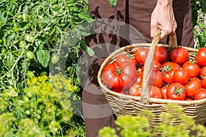 Woman carries tomatoes across vegetable garden