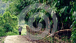 Woman carrying basket of rice plants in Sa Pa valley