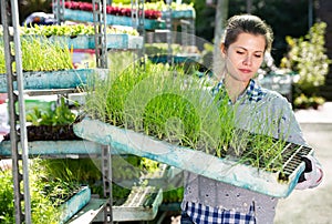 Woman carrying box of plants in greenhouse nursery