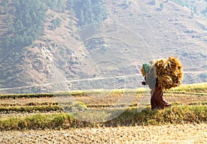 Woman carrying bundles of rice straws walking in the rice field