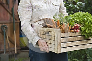 Woman Carrying Crate Full Of Freshly Harvested Vegetables
