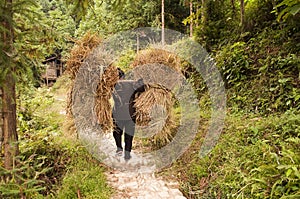 Woman carrying heavy loads of rice straw