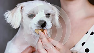 Woman carrying, hugging and feeding with a treat a white Maltese dog