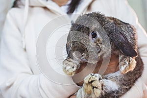 Woman carrying and playing with Holland lop rabbit with love and tenderness at easter festive