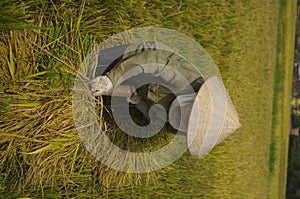 Woman carrying sheaves of rice.