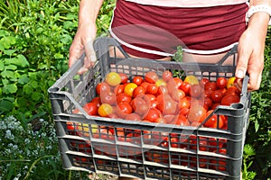 A woman is carrying a vegetable container, box full of red and yellow tomatoes grown in the vegetable garden