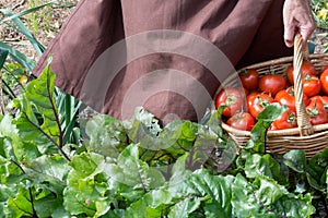 Woman is carying tomatoes in a basket across vegetable garden