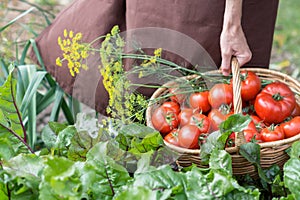 Woman is carying tomatoes in a basket across vegetable garden