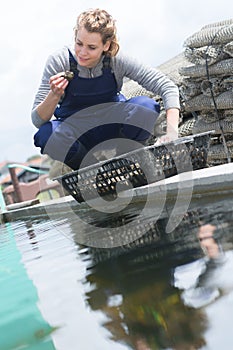 Woman catched oysters from fishfarm photo