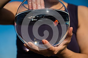 A woman catches a goldfish with her hand from a round aquarium.