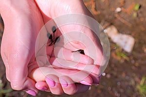 Black small frog tadpoles swimming in woman hands in water on nature.