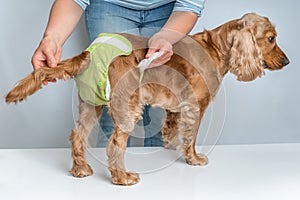 Woman changing diaper of her dog - estrus cycle concept