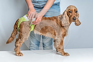 Woman changing diaper of her dog - estrus cycle concept