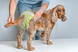 Woman changing diaper of her dog - estrus cycle concept