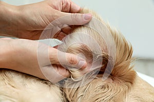 Woman checking dog`s ear for ticks on blurred background, closeup