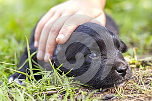 Woman or child hand lovingly caressing small funny black puppy dog with trusting shiny eyes.