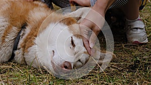 Woman and children hands stroking red siberian husky dog at park - slow motion