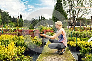 Woman chooses barberry bush at plant nursery store photo
