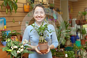 Woman chooses ficus plant (Bonsai)