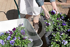 Woman chooses flower pots at garden plant nursery store
