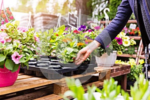 Woman chooses flower pots at garden plant nursery store