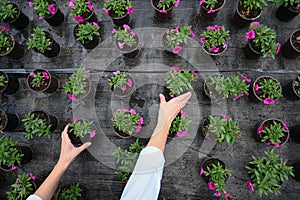 Woman chooses flower pots at garden plant nursery store. Growing flower seedlings.