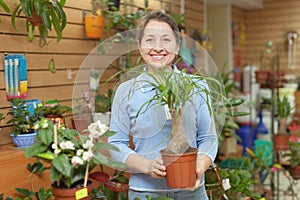 Woman chooses Nolina in pot at flower shop