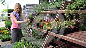 Woman chooses petunia flowers at garden plant nursery store