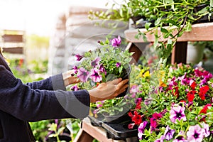 Woman chooses petunia flowers at garden plant nursery store