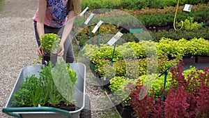 woman choosing garden plants at plant nursery