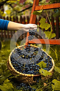 Woman choosing the healthy grapes to make red vine