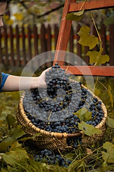 Woman choosing the healthy grapes to make red vine