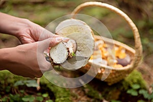 Woman cleaning a boletus eduls, basket with wild mushrooms in th