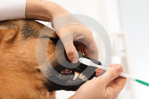 Woman cleaning dog`s teeth with toothbrush, closeup