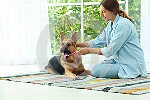 Woman cleaning dog`s teeth with toothbrush indoors