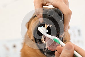 Woman cleaning dog`s teeth with toothbrush indoors