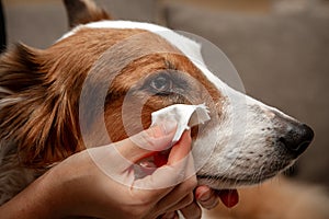 Woman cleaning the eye from her dog, healthcare routine and care for the pet