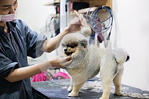 Woman cleaning hair a dog