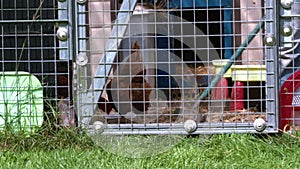 Woman cleaning hen coup