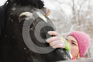 Woman cleaning the horse neb photo