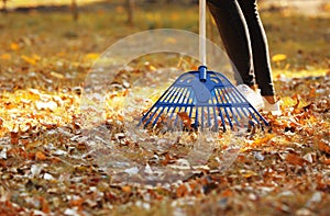 Woman cleaning up fallen leaves with rake on sunny day
