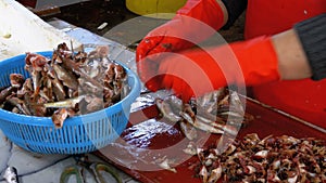 Woman Cleans and Cuts Fresh Fish in Fish Market