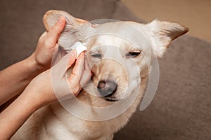 Woman cleans a dog ear, hygienic and health care for the pet